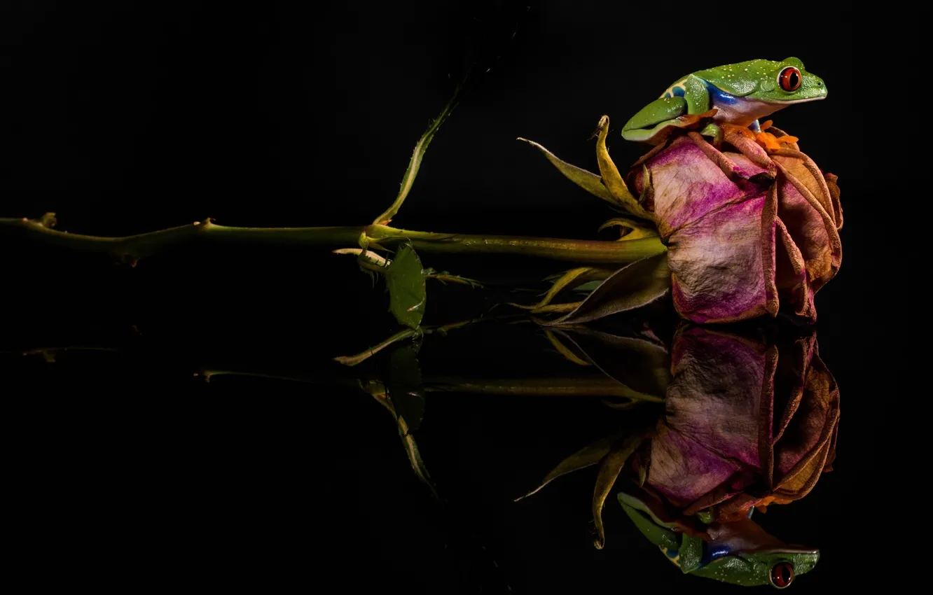 Photo wallpaper flower, rose, frog, green, dried