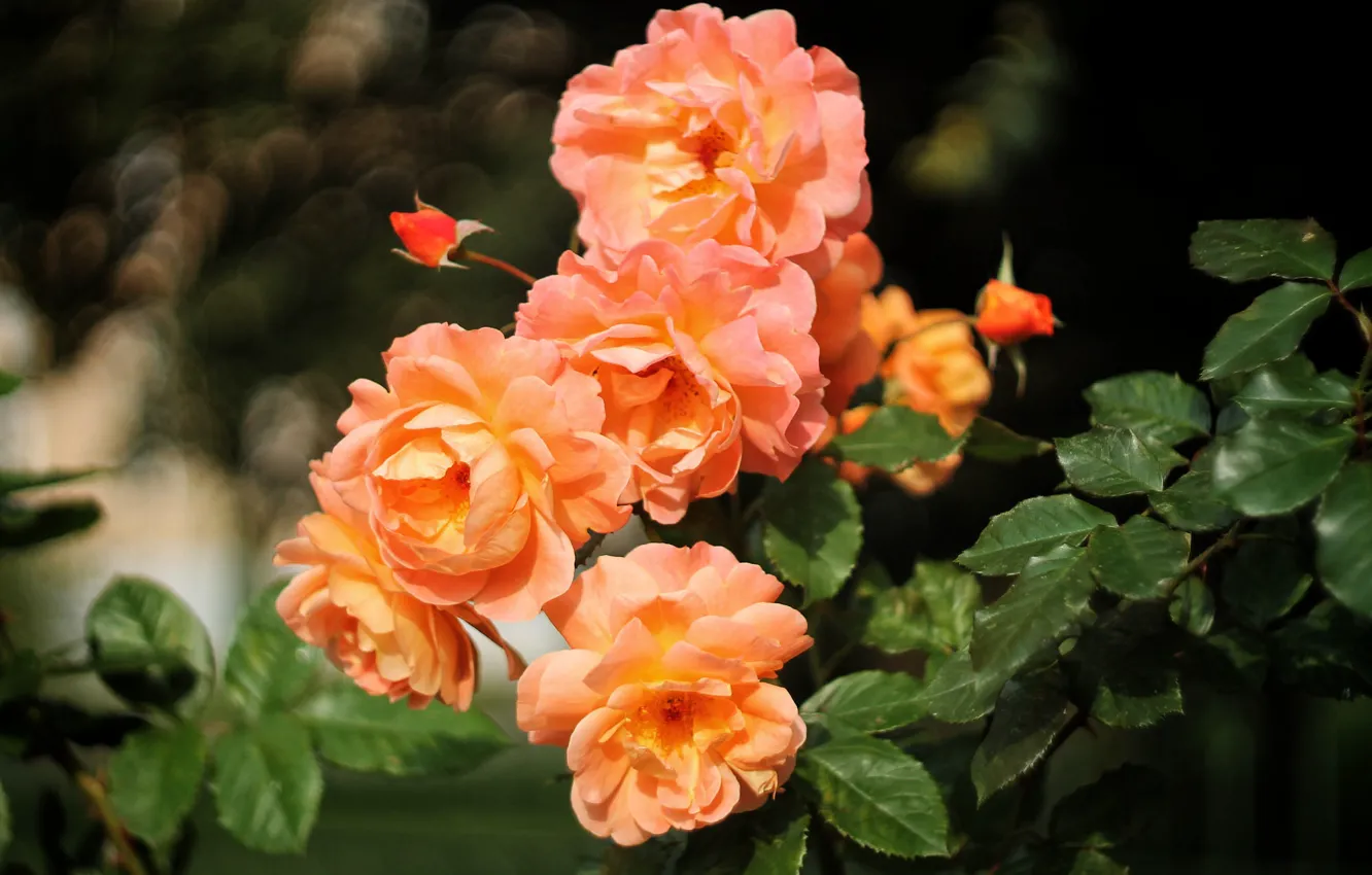 Photo wallpaper roses, garden, orange, bokeh, rose Bush