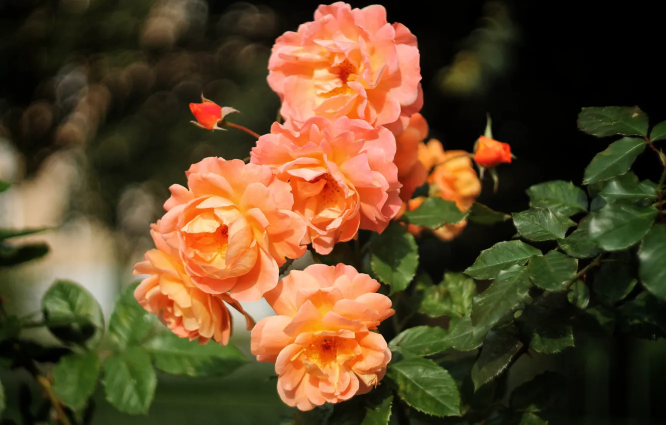 Photo wallpaper orange, roses, garden, bokeh, rose Bush