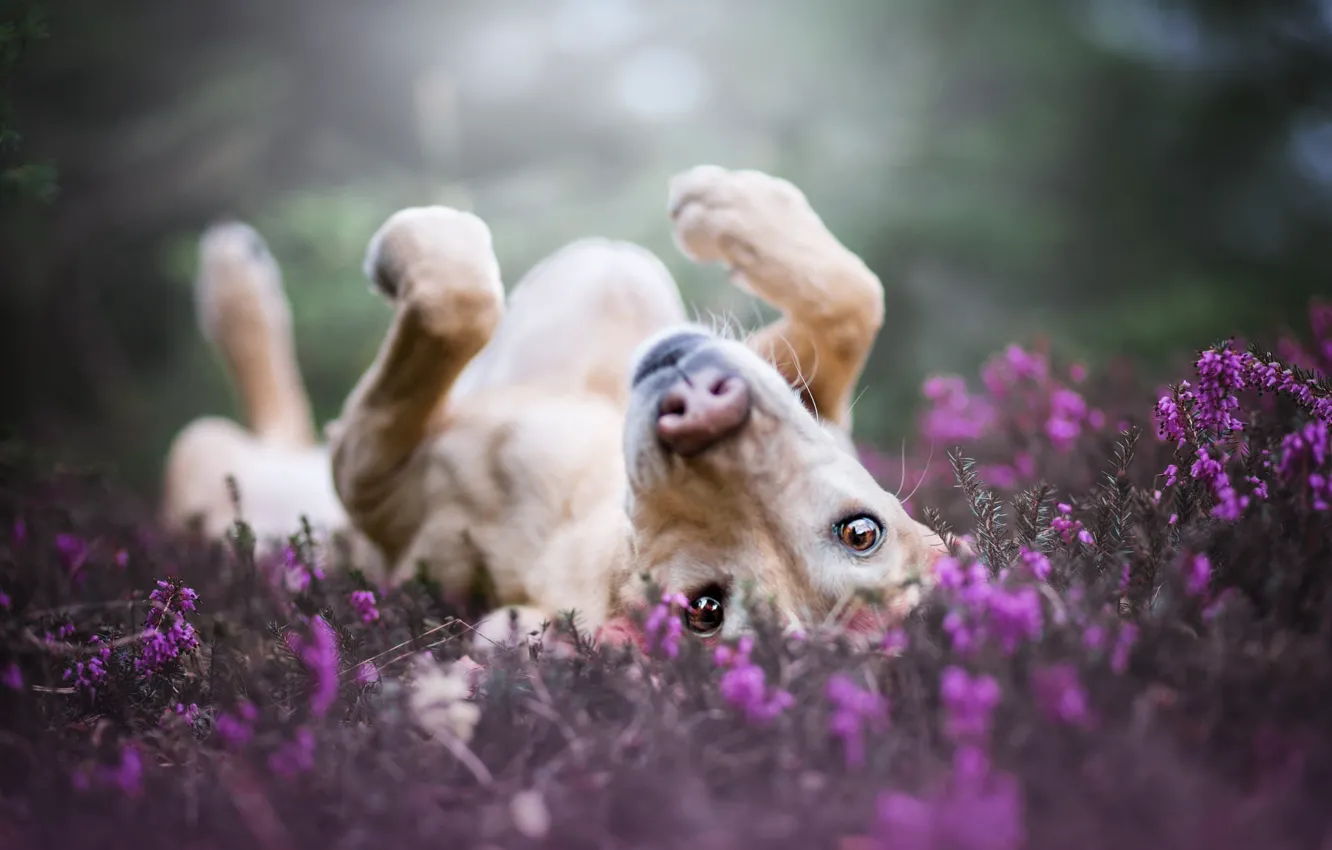 Photo wallpaper look, flowers, nature, pose, stay, glade, dog, paws