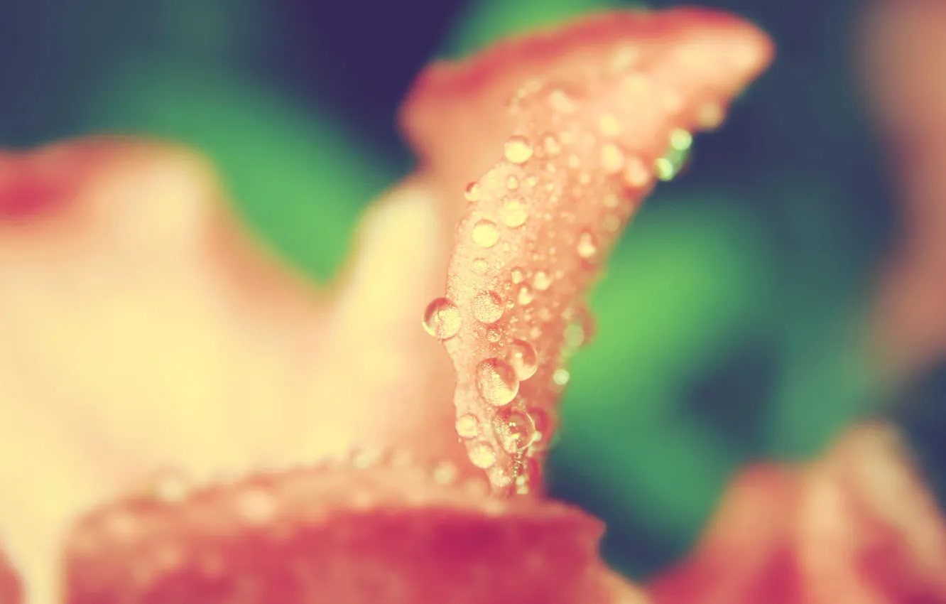 Photo wallpaper drops, macro, flowers, Rosa, petals