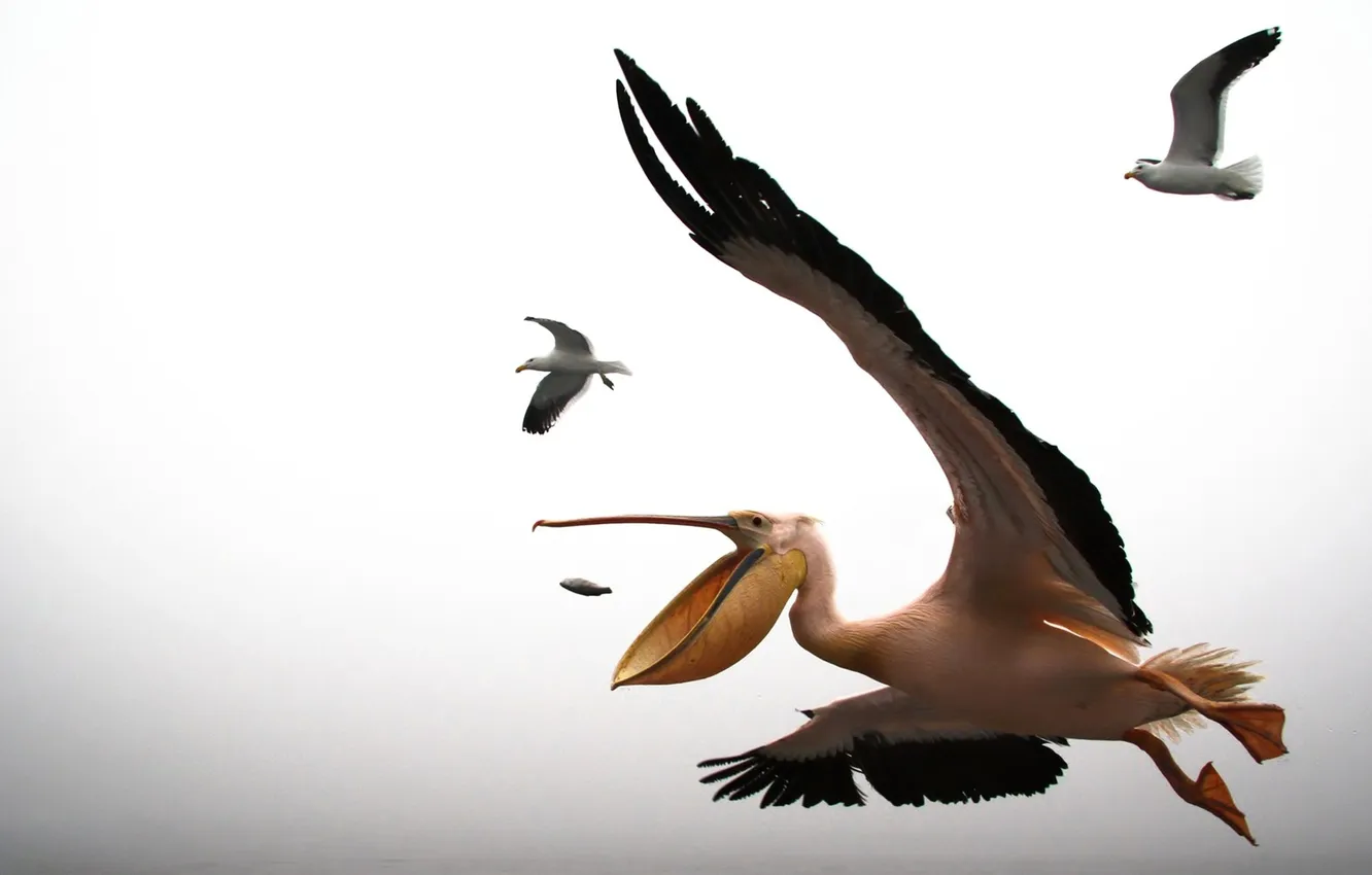 Photo wallpaper flight, bird, wings, Seagull, Pelican