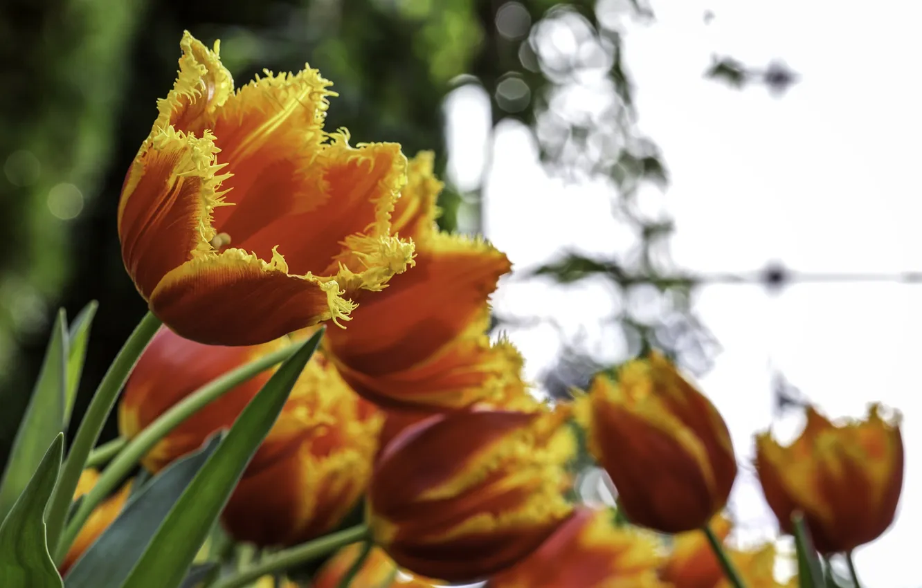 Photo wallpaper flowers, petals, tulips, orange