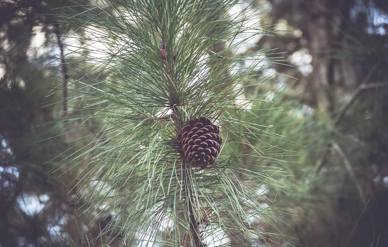 Photo wallpaper trees, branches, bumps