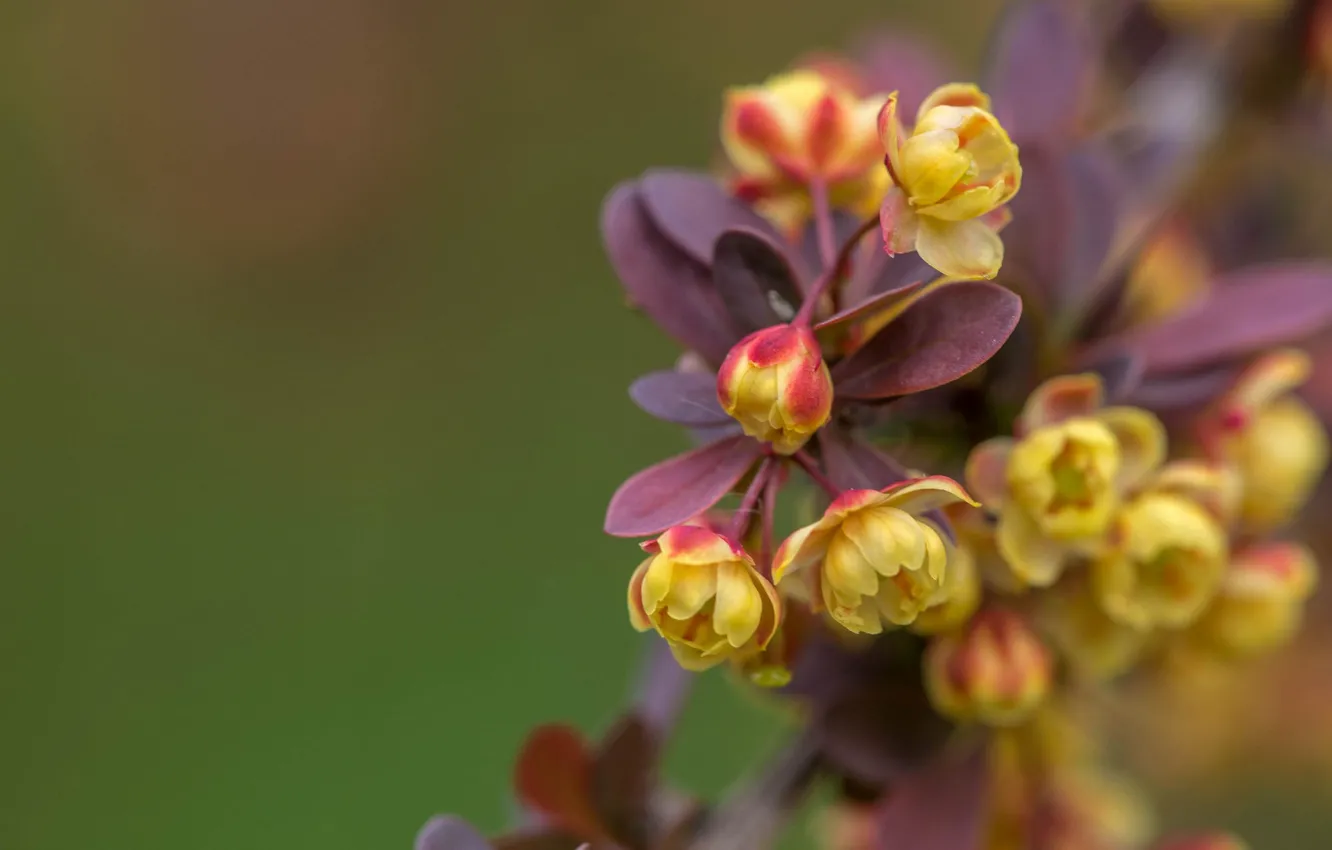Photo wallpaper macro, flowers, branches, flowering, bokeh, barberry