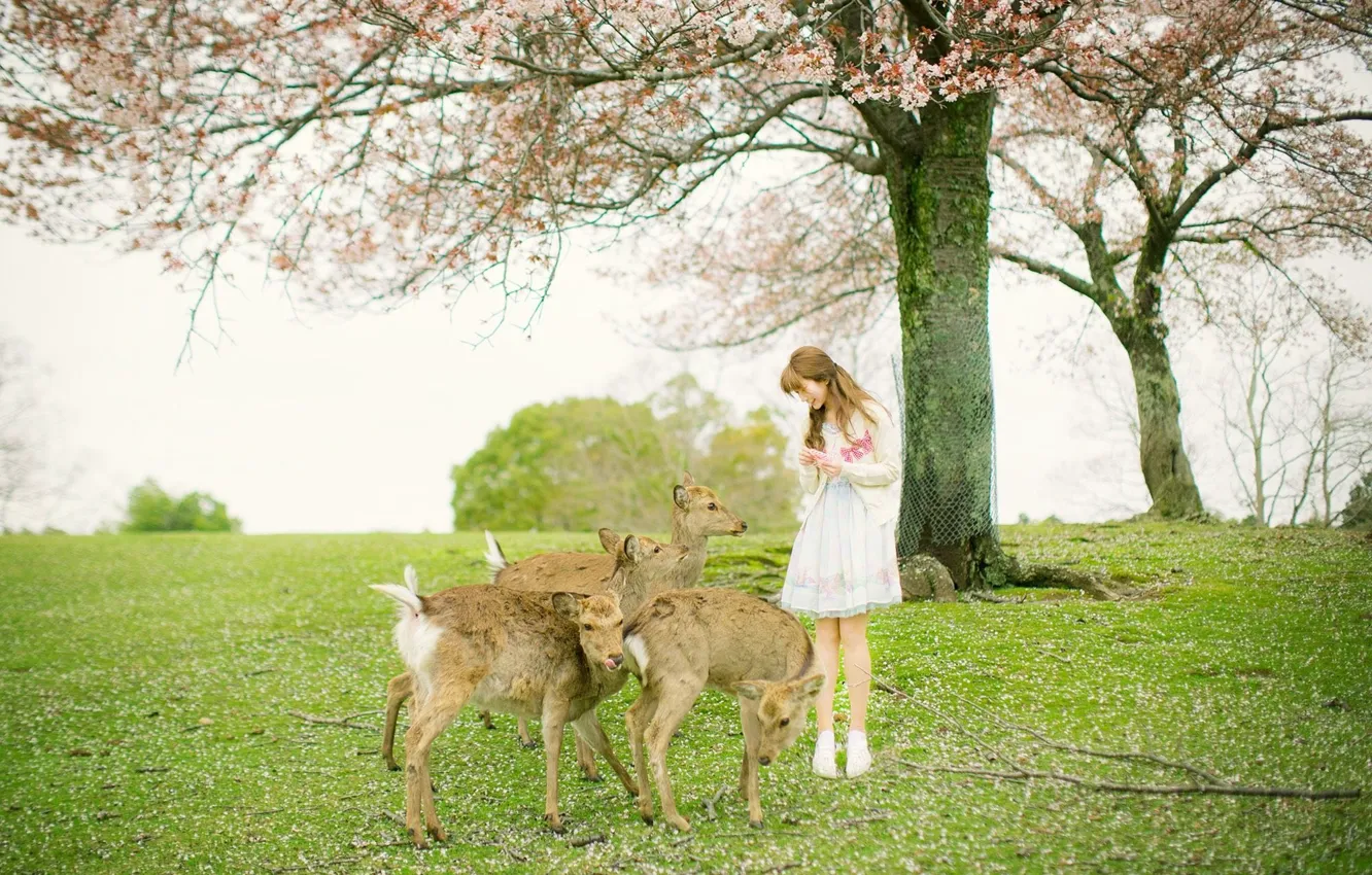 Photo wallpaper grass, woman, flowers, beautiful, autumn, tree, model, pretty