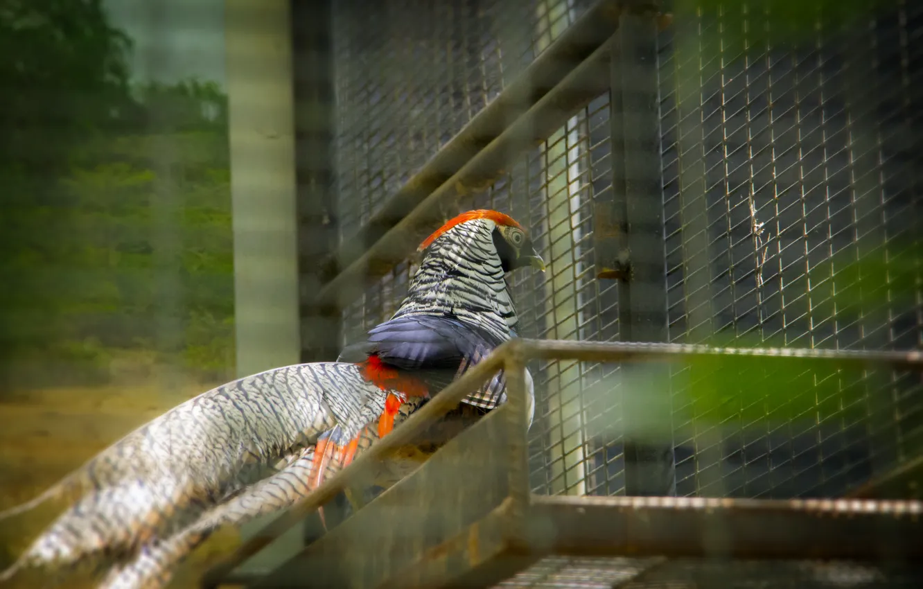 Photo wallpaper nature, bird, Sri Lanka, thanu, thanujan, thanujan thanabalasingam, thanujan13, Thanujan_t