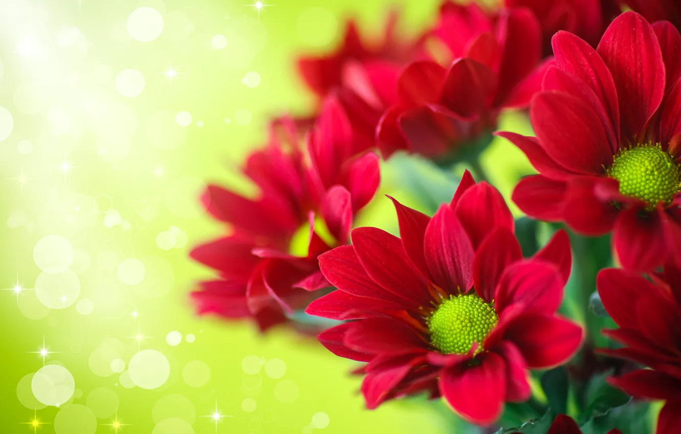 Photo wallpaper red, chrysanthemum, beautiful, flowers, beautiful, bokeh, lovely, Chrysanthemums