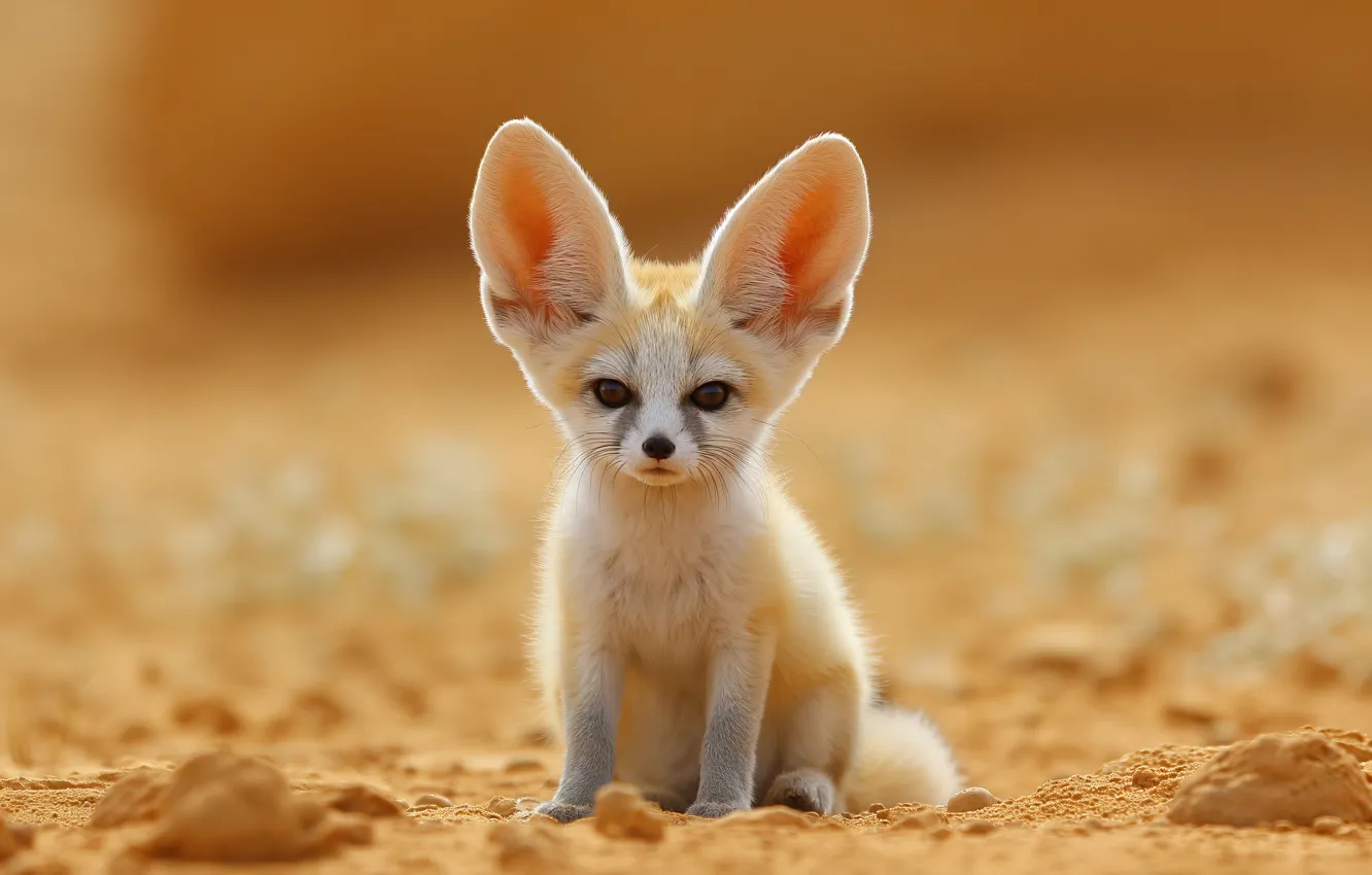 Photo wallpaper look, nature, glade, Fox, cub, face, sitting, ears