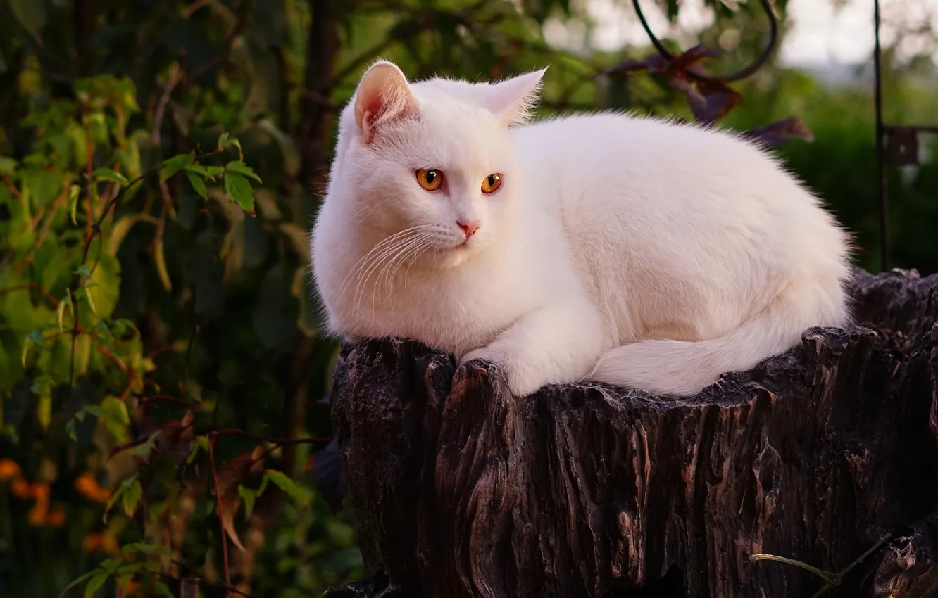 Photo wallpaper cat, white, cat, look, face, leaves, nature, pose
