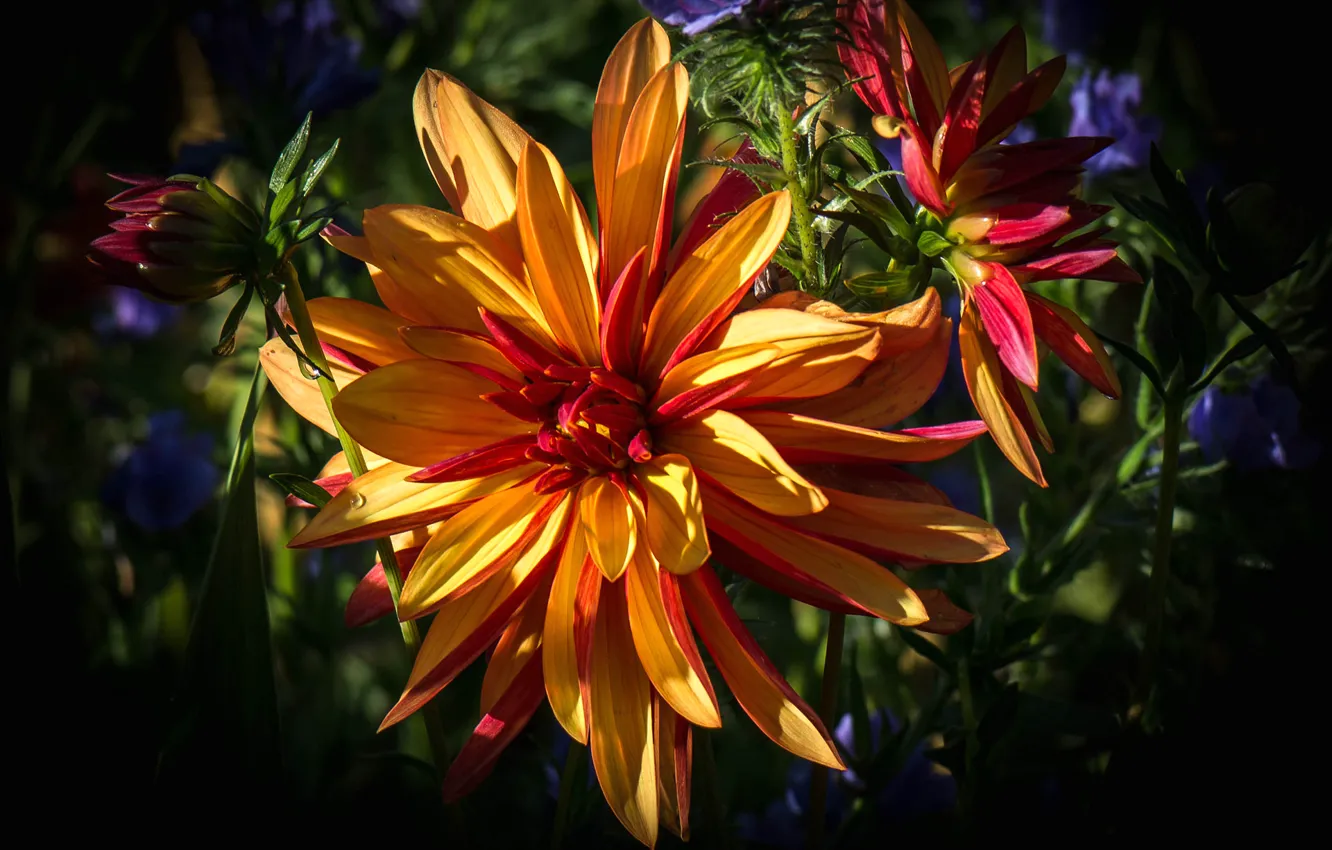 Photo wallpaper nature, background, paint, petals