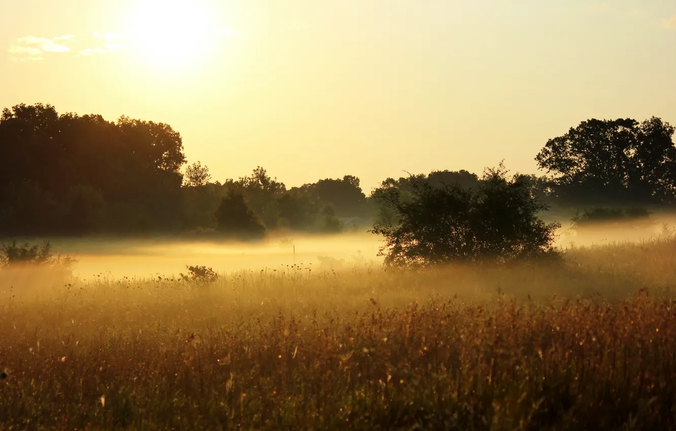 Photo wallpaper summer, the sun, trees, nature, fog, plants, morning, meadow