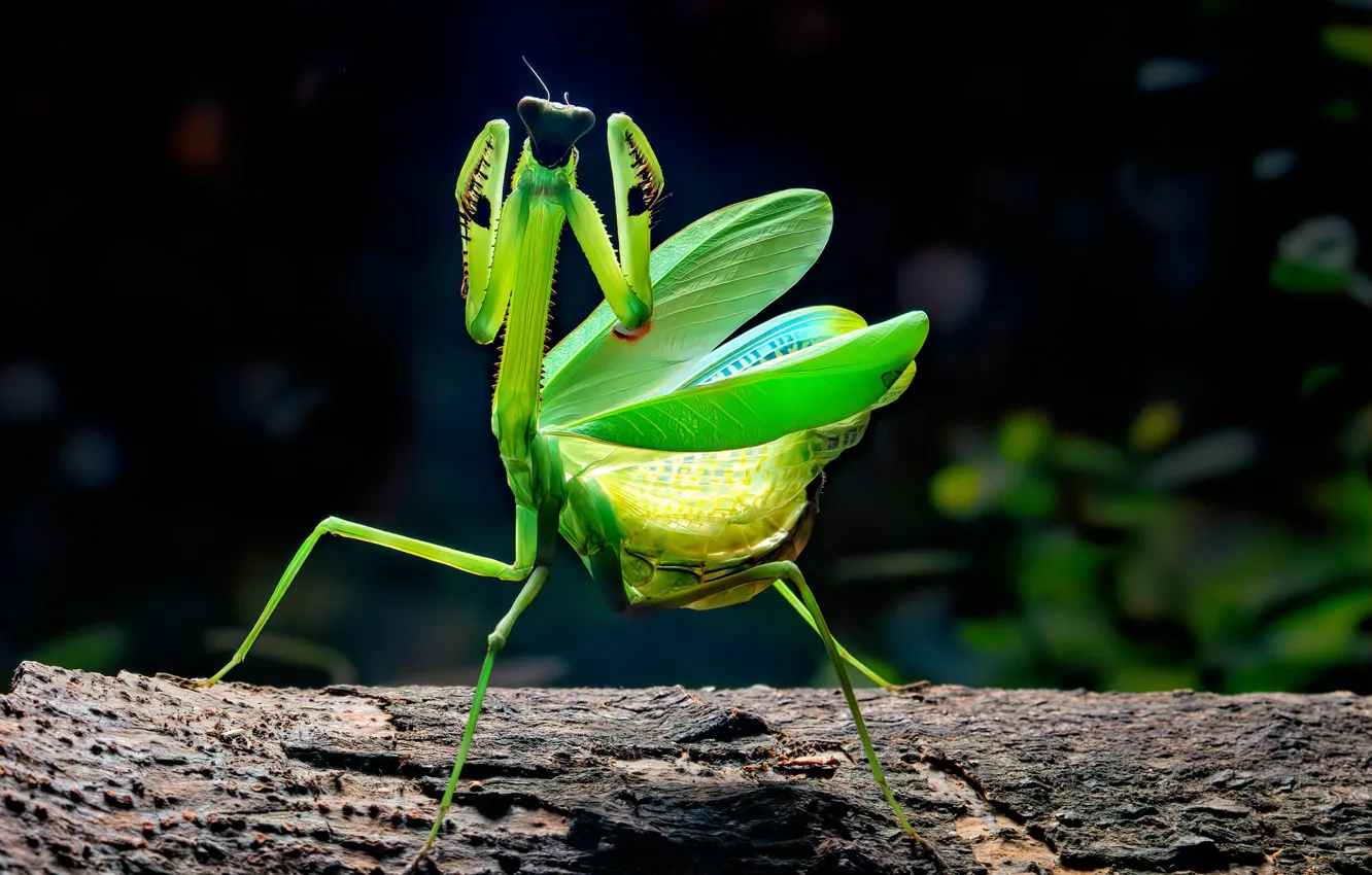 Photo wallpaper branches, pose, macro, green, light, mantis, dance, legs