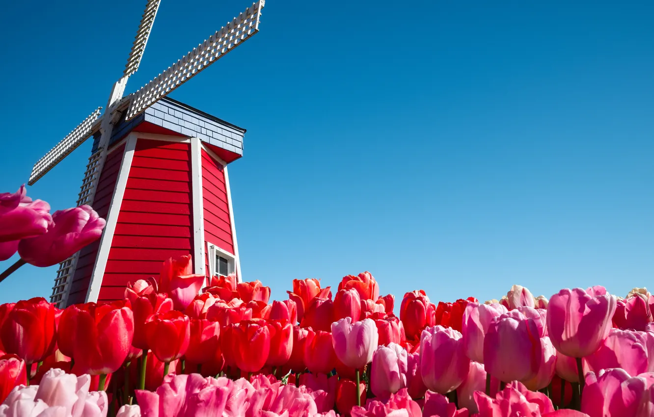 Photo wallpaper the sky, flowers, tulips, Netherlands, windmill