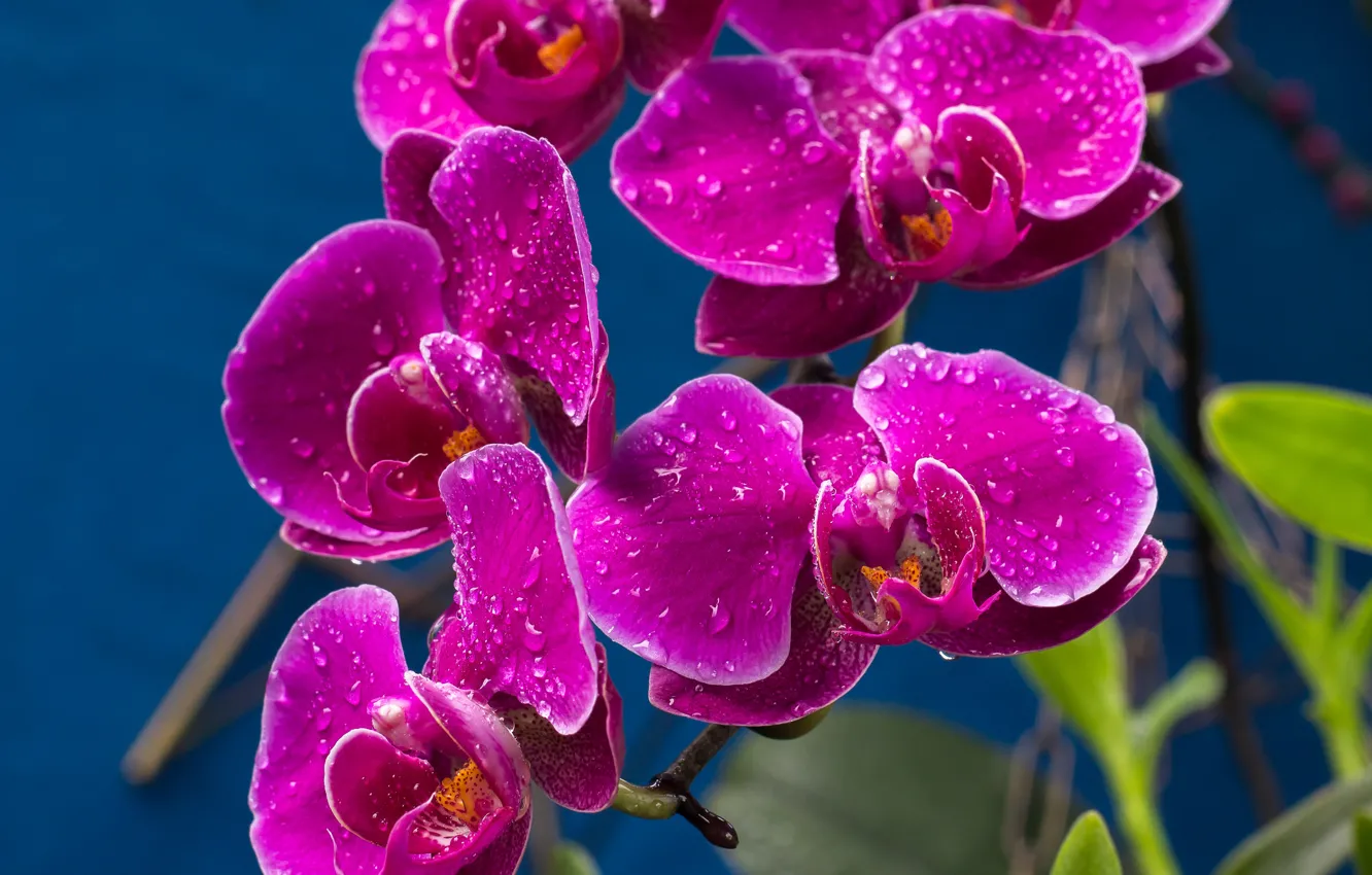 Photo wallpaper drops, purple, Orchid