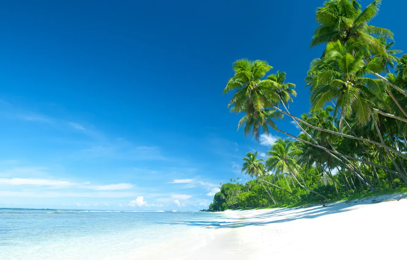 Photo wallpaper sand, sea, beach, summer, the sky, palm trees, summer, beach