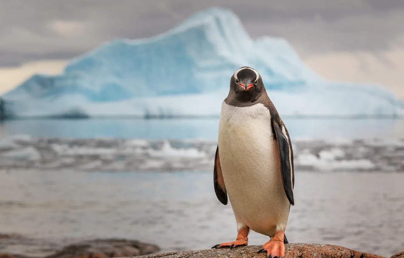 Photo wallpaper ice, penguin, Antarctica