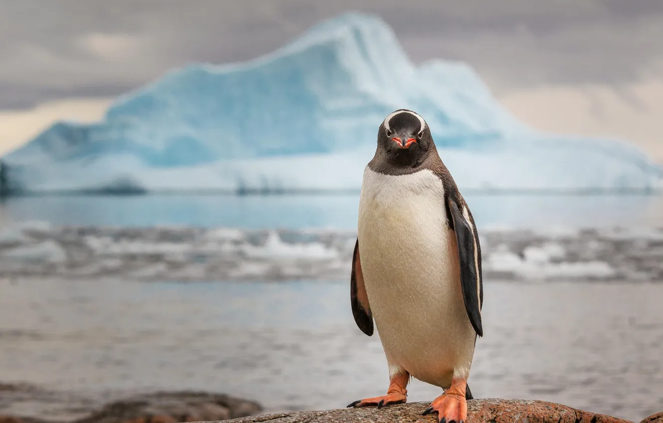 Photo wallpaper ice, penguins, Antarctica