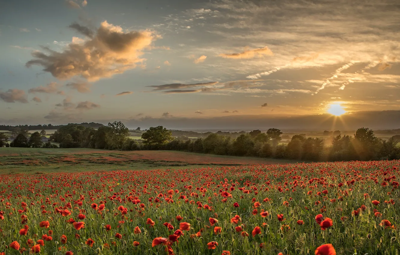 Photo wallpaper field, summer, nature, Maki