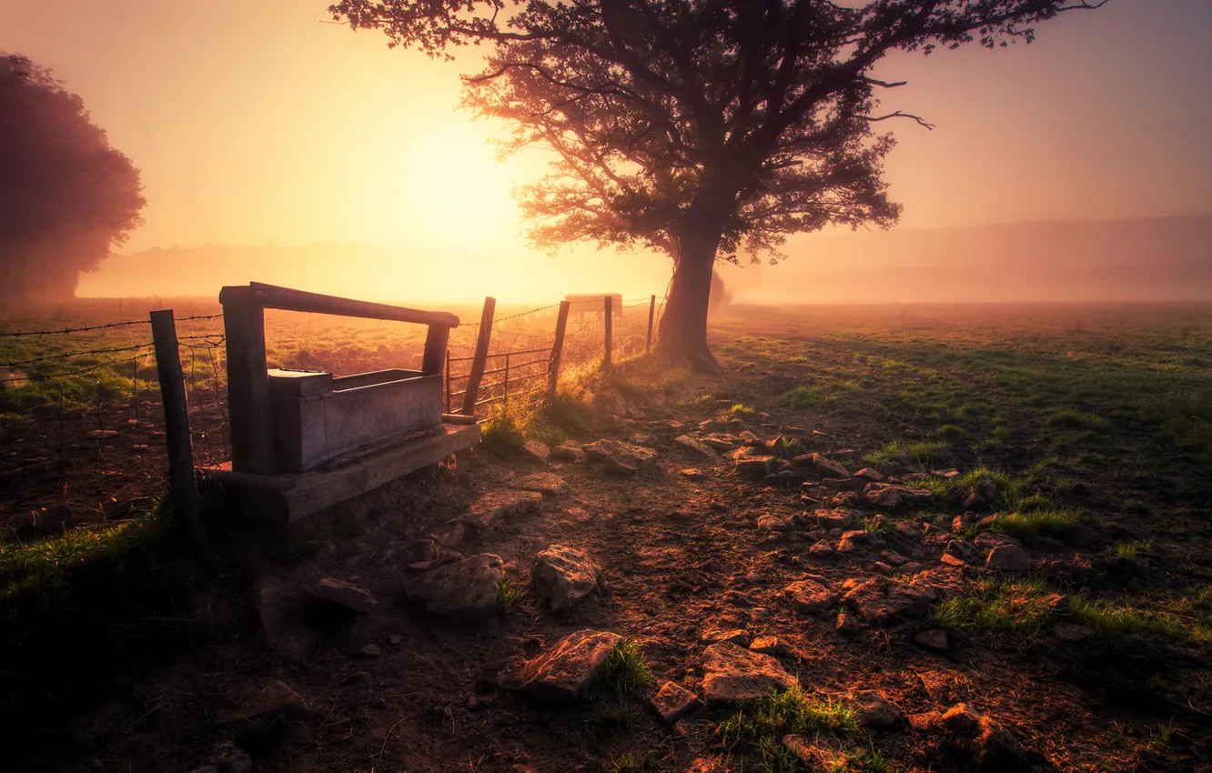 Photo wallpaper field, grass, trees, nature, fog, earth, the fence, morning