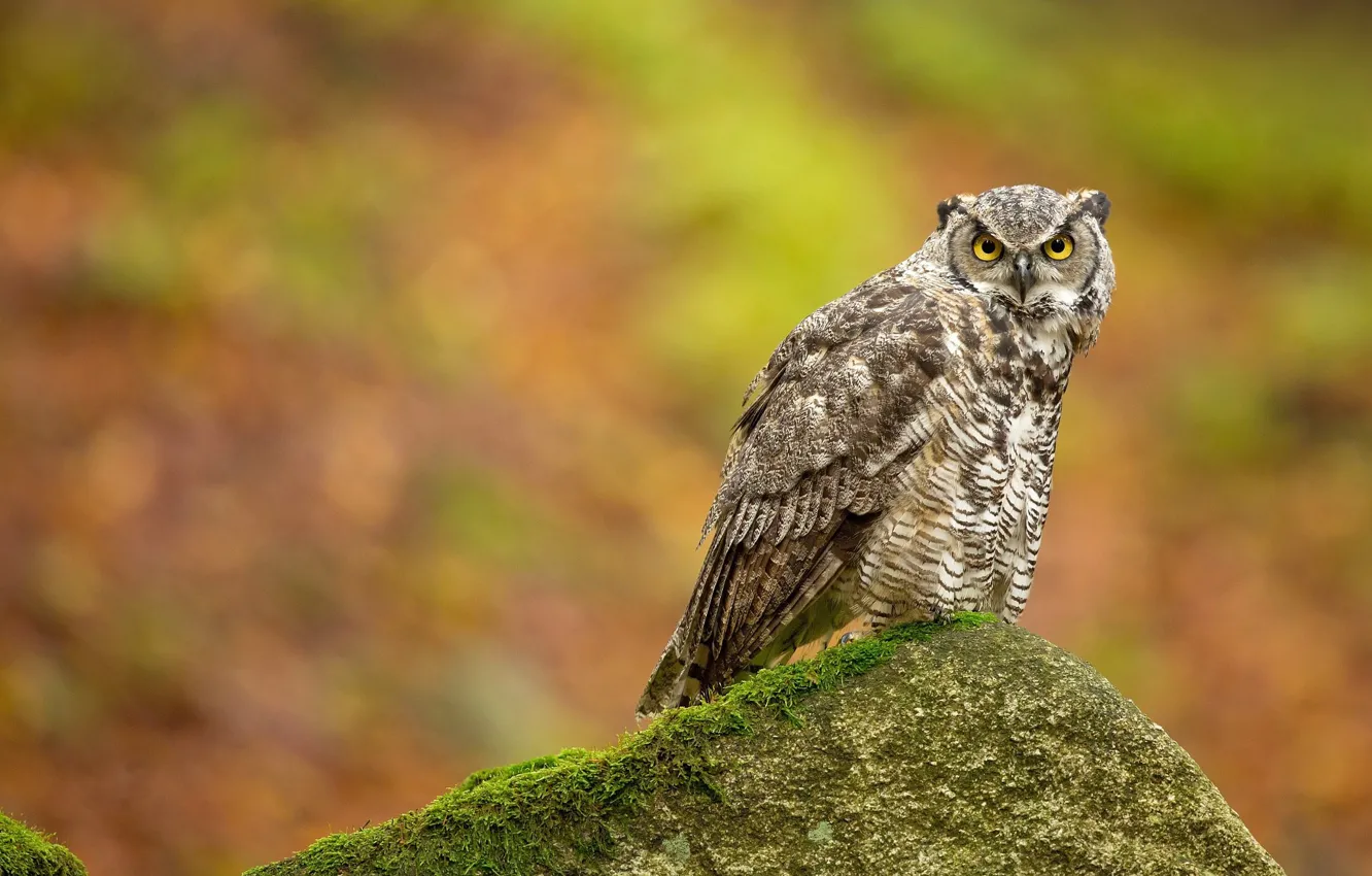 Photo wallpaper look, stones, owl, bird, owl