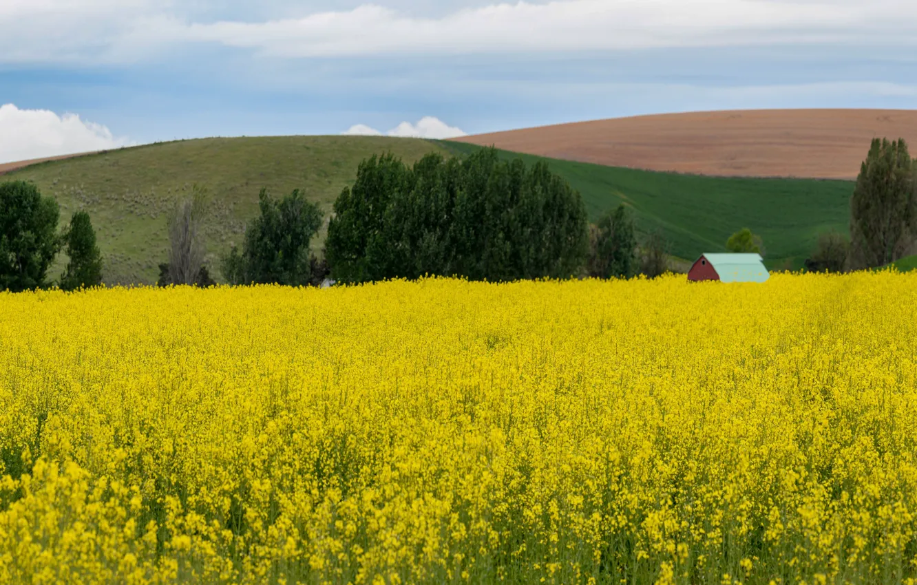 Photo wallpaper house, farm, plantation, rape, rapeseed field