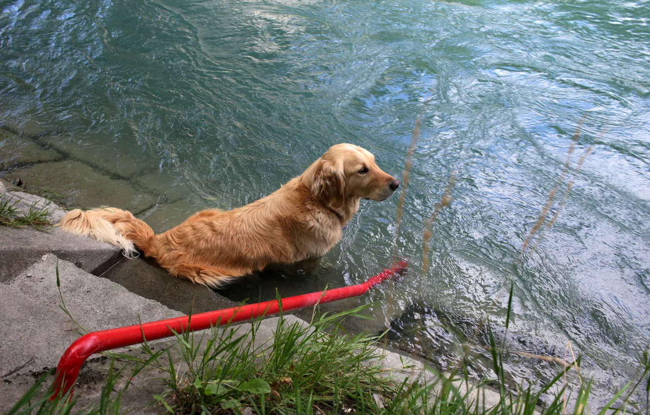 Photo wallpaper grass, water, stage, Retriever