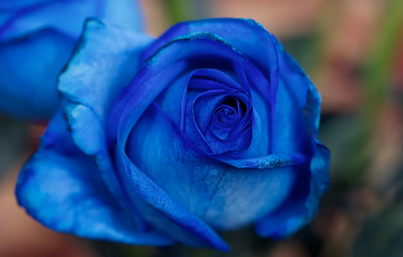 Photo wallpaper flower, macro, rose, Bud, blue