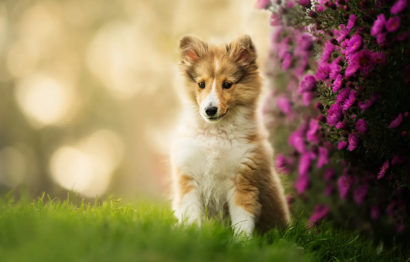 Photo wallpaper flowers, puppy, bokeh, Sheltie, Shetland Sheepdog