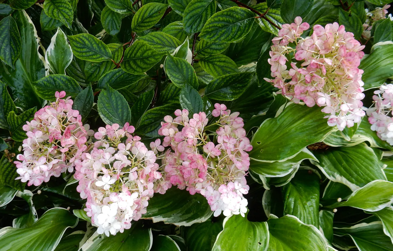 Photo wallpaper flowers, widescreen, background, фон background, the Wallpapers, hydrangea, full screen, HD wallpapers