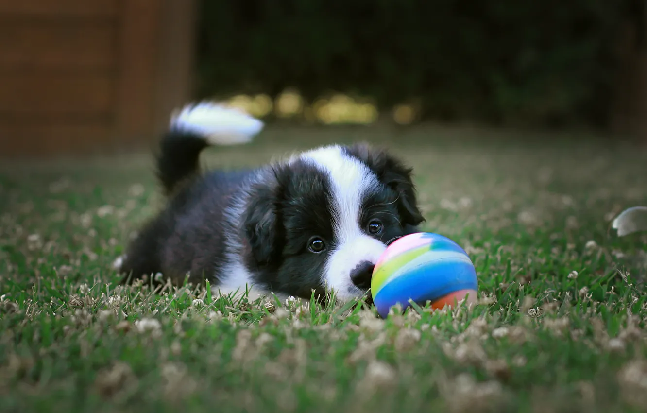 Photo wallpaper look, nature, glade, the game, dog, baby, puppy, black and white