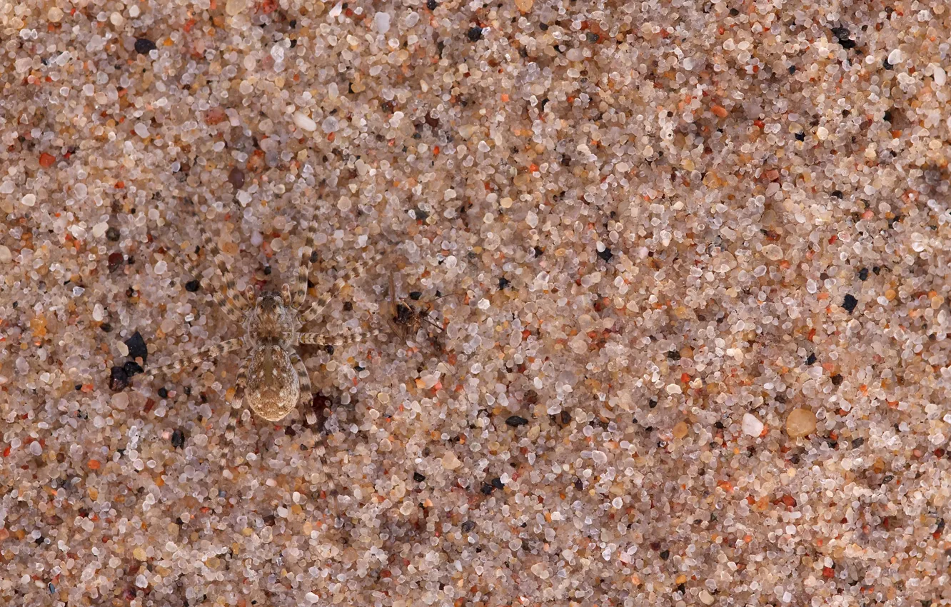 Photo wallpaper sand, macro, nature, spider, disguise, camouflage, grit, nature