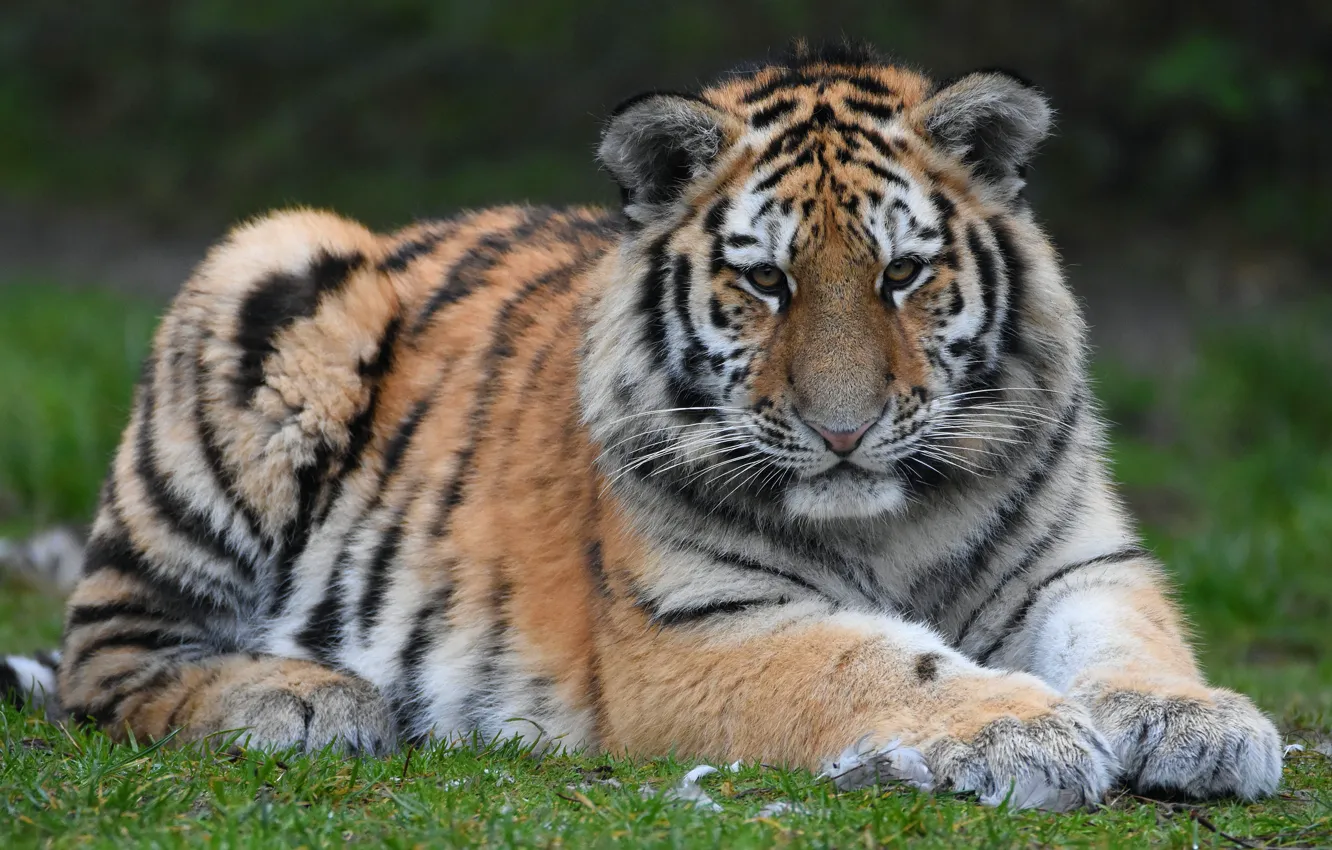 Photo wallpaper grass, look, tiger, pose, glade, lies, young, tiger