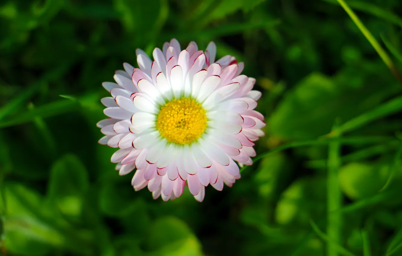 Photo wallpaper summer, macro, flowers