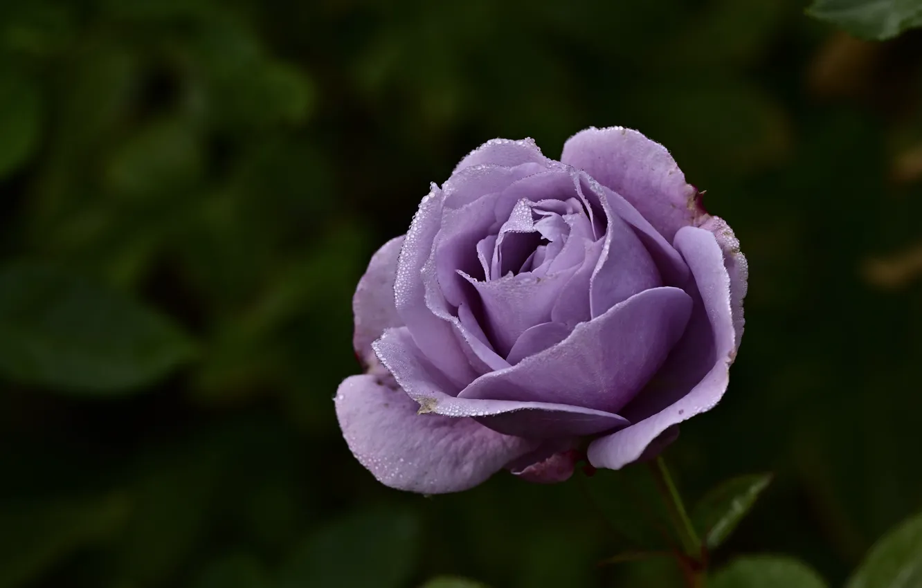 Photo wallpaper flower, the dark background, rose, Bud, lilac