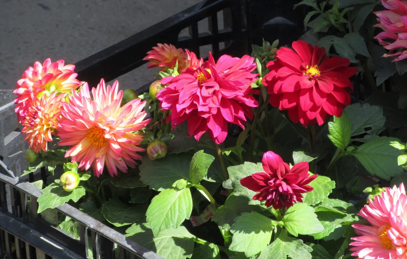 Photo wallpaper flowers, dahlias, Meduzanol ©, Summer 2018