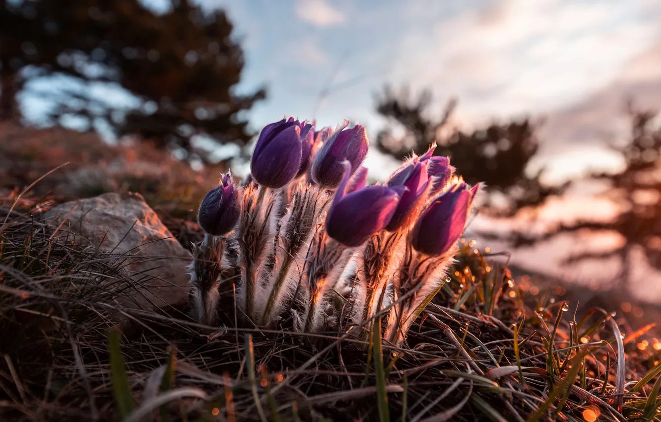 Photo wallpaper light, flowers, spring, anemones, cross