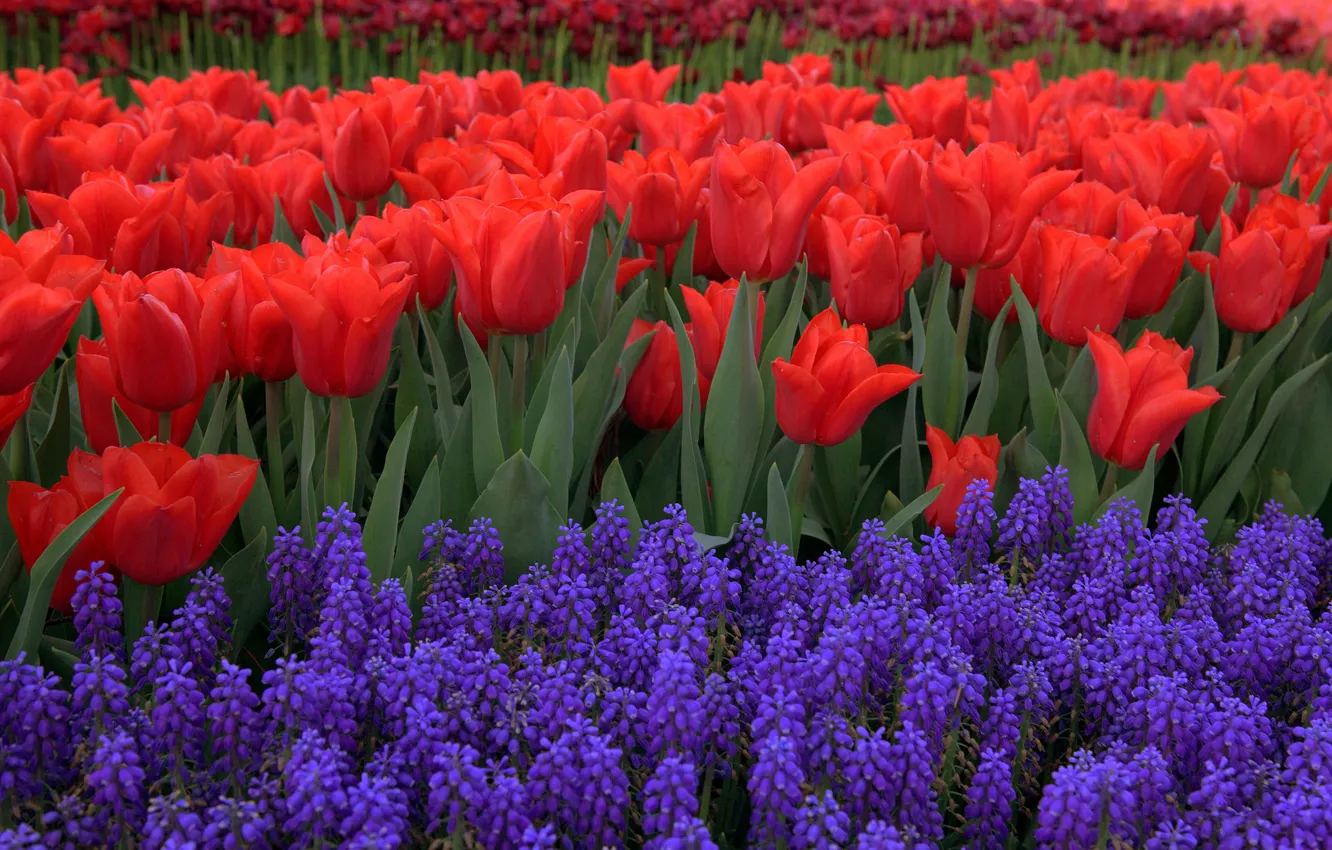 Photo wallpaper flowers, red, spring, tulips, buds, flowerbed, a lot, lilac