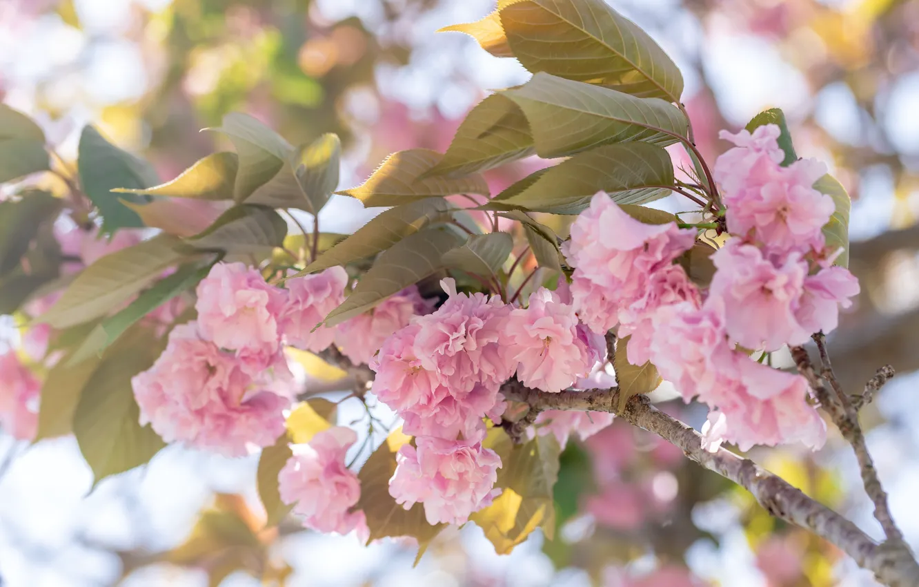 Photo wallpaper leaves, light, flowers, branches, spring, garden, Sakura, pink