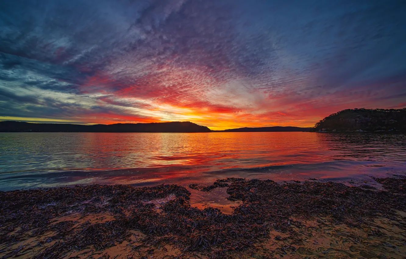 Photo wallpaper forest, the sky, clouds, sunset, shore, dal, twilight, bright colors