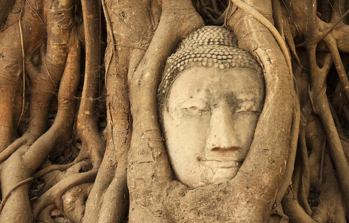 Photo wallpaper trees, head, jungle, Buddha, Ban Wat Tum