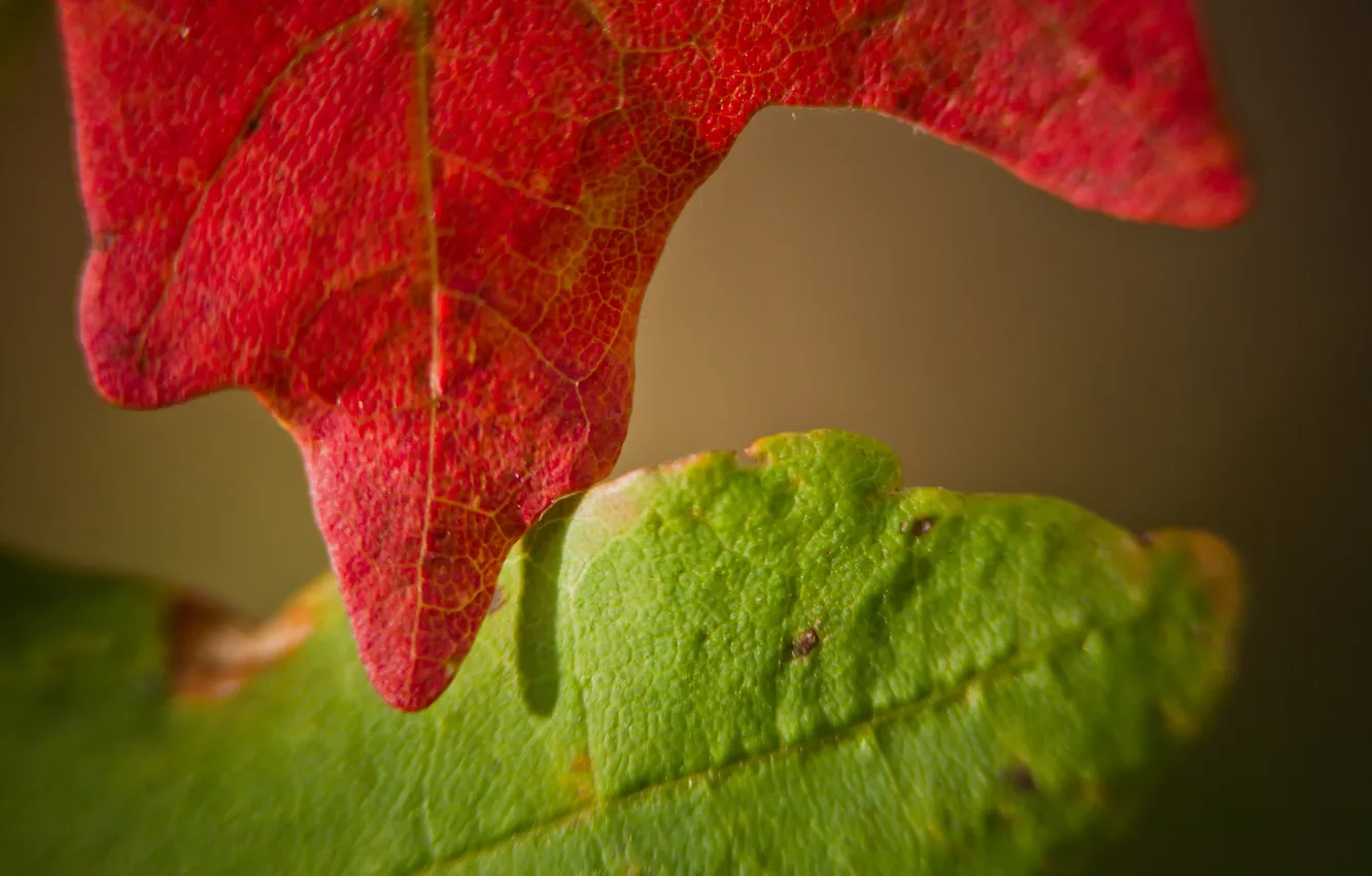Photo wallpaper autumn, macro, leaves, two