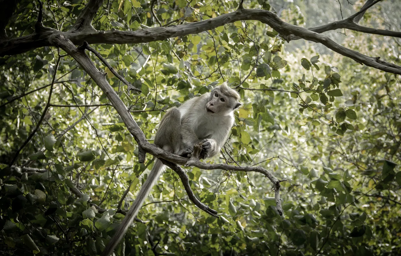 Photo wallpaper monkey, nature, background, sri lanka