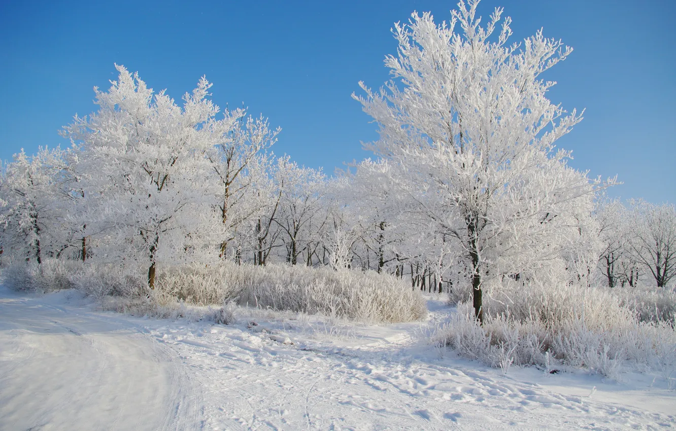 Photo wallpaper winter, snow, morning