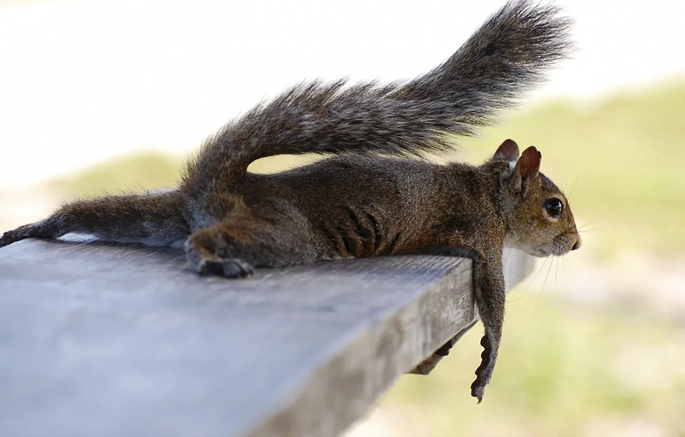 Photo wallpaper relax, fluffy, protein, animal, resting after hard work