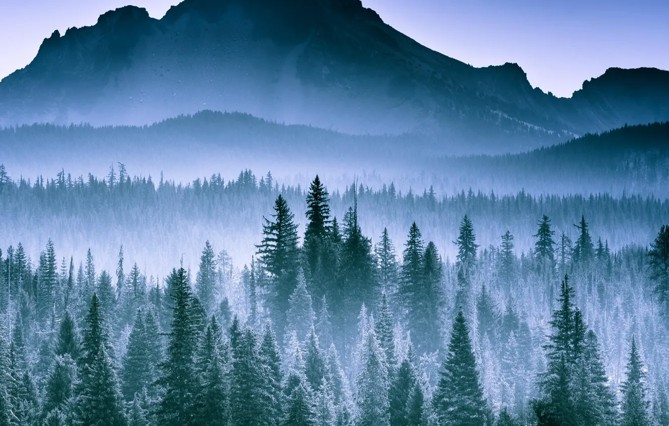 Photo wallpaper Mountain, Space, Spruce forest