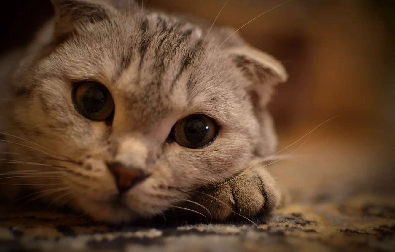 Photo wallpaper cat, eyes, cat, mustache, look, animal, kitty, lying on the foot