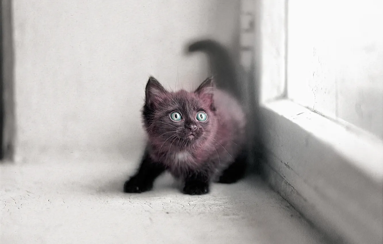 Photo wallpaper eyes, surprise, baby, window, muzzle, kitty, pussy, kitty