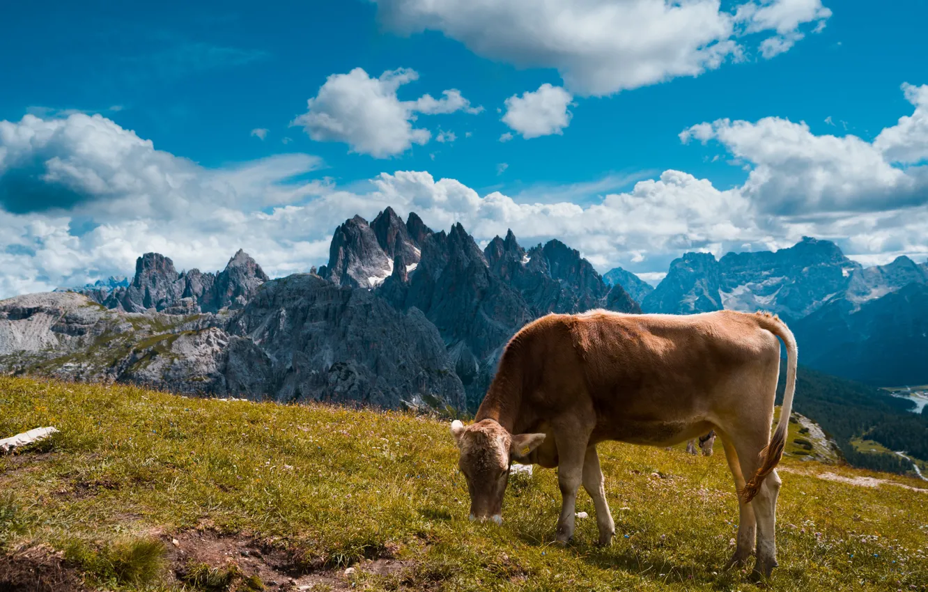 Photo wallpaper the sky, clouds, mountains, nature, tops, cows, slope, Alps