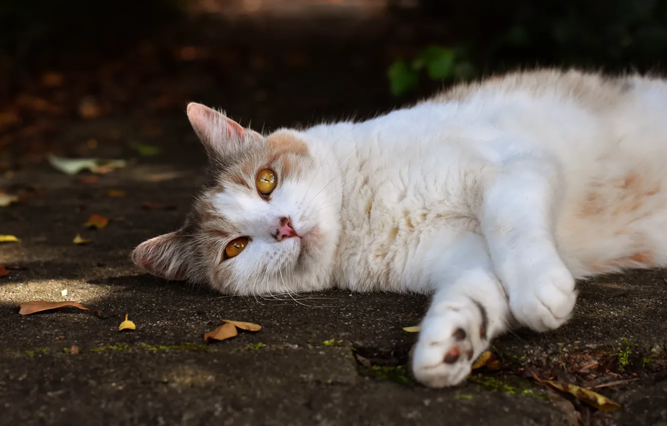 Photo wallpaper autumn, cat, cat, look, leaves, earth, lies, yellow eyes